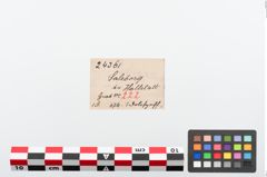 Etiketten zu Bronzeortband (NHMW-PRAE-024361)